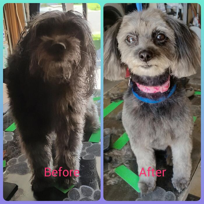 Shaggy dark pup before and a neat, fluffy trim after