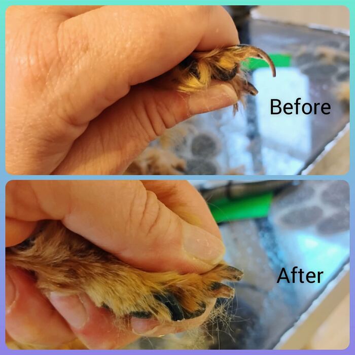 Overgrown paw before and neatly trimmed nails and pads after
