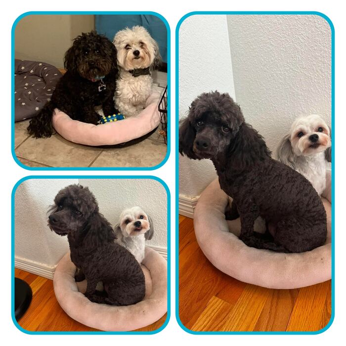 Two fluffy pups relaxing at home in their bed after grooming