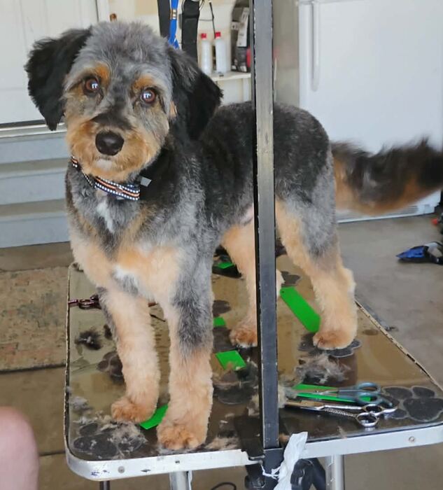 Tri-color doodle standing tall on the grooming table after a groom