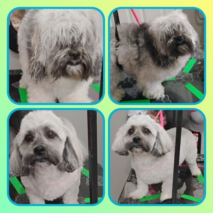 Fluffy white pup before and after a face and body trim