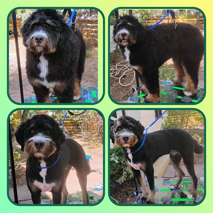 Black and white doodle before and after a full groom, front and side views