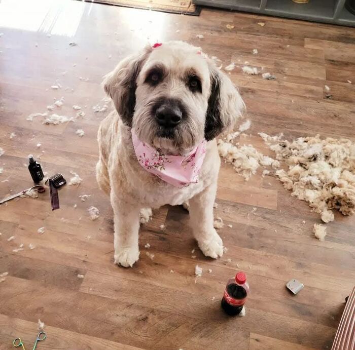 Freshly groomed pup with a pink bandana next to the trimmed fur