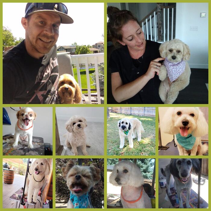 Collage of many freshly groomed pups and the Jonesin team