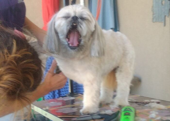 Shih tzu smiling on the grooming table