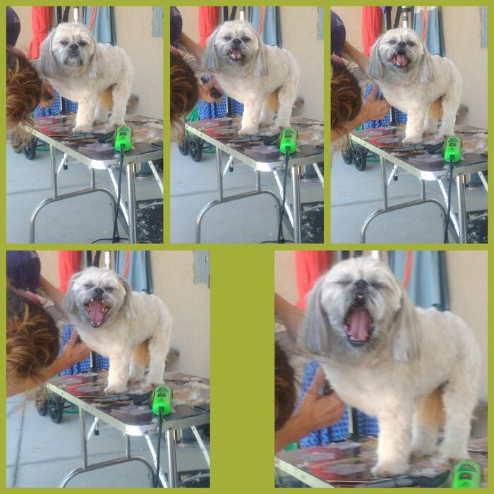 Standard poodle before and after with a clean face and topknot