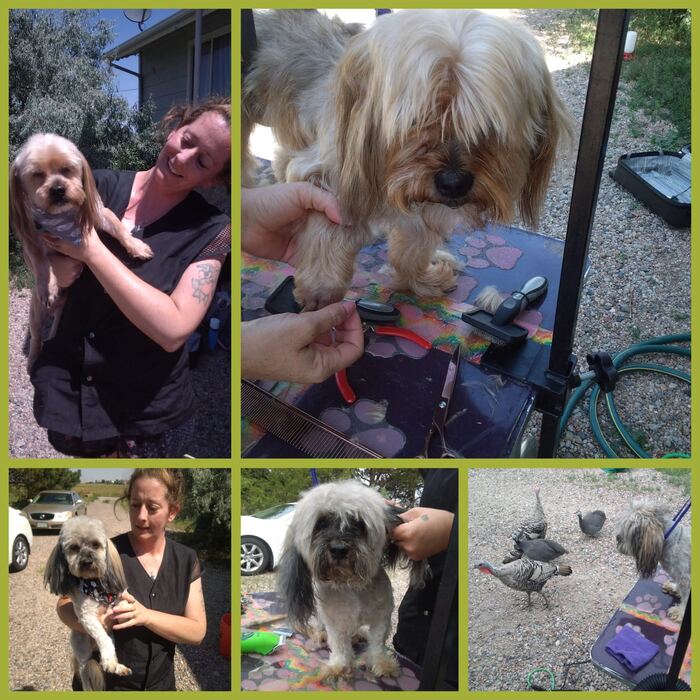 The groomer with happy clients during house-call visits