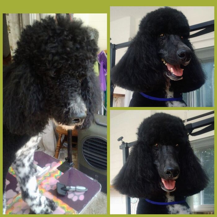 Matted gray coat before and a clean, soft groom after