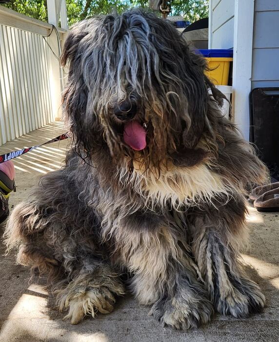 Big shaggy dog before a groom, relaxing on the porch