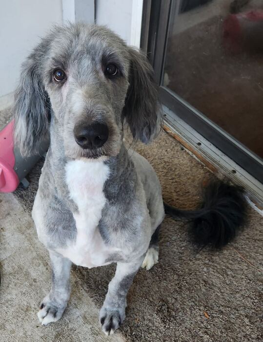 Gray and white dog after a fresh, short groom
