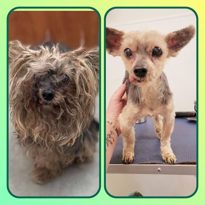 Scruffy terrier before and a tidy short trim after